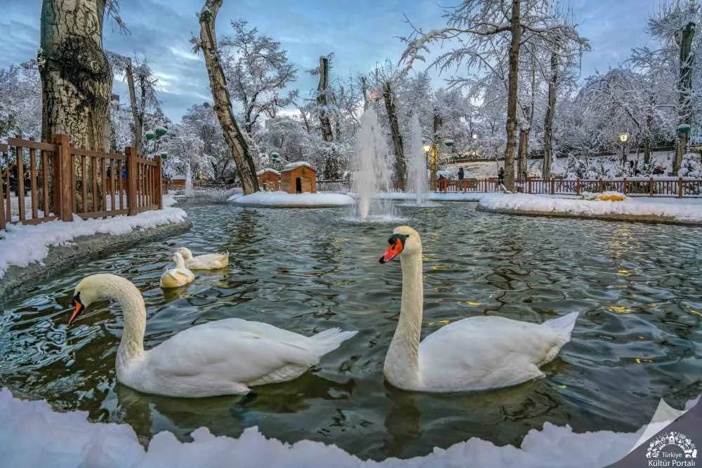 Events and projects in Ankara
